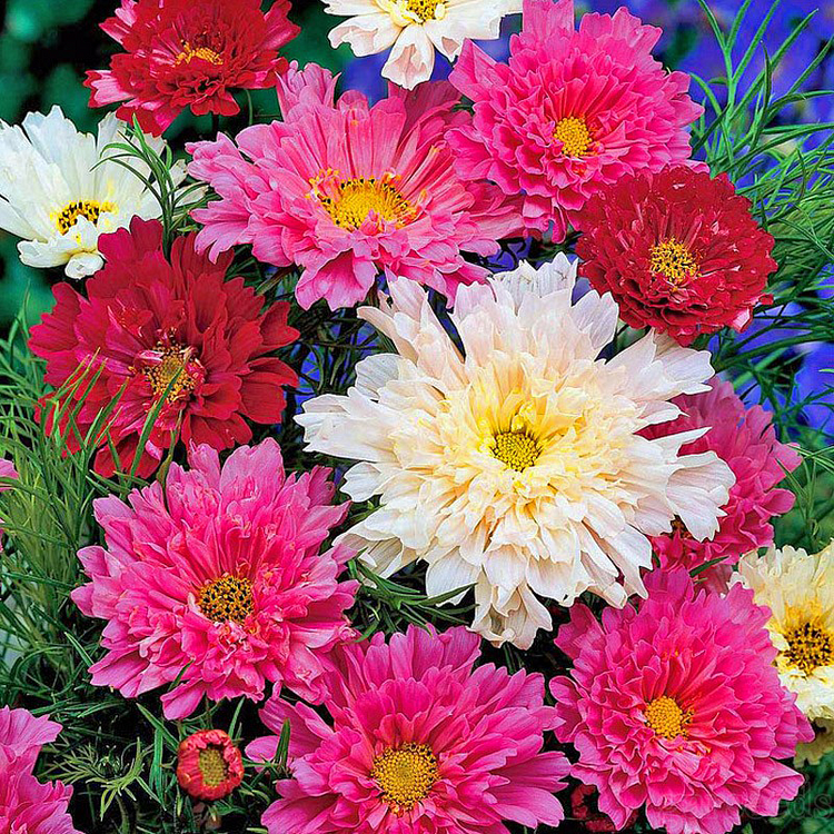 Double Cosmos Mixed Color Seeds